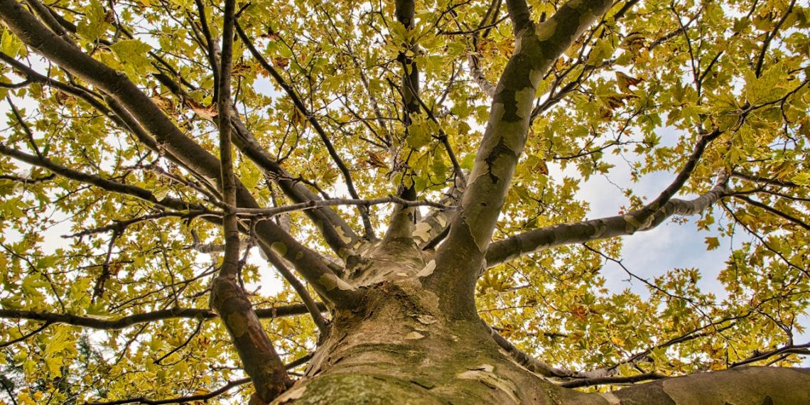 Sustainable Agriculture: Techniques and Technologies Changing the Way We Farm