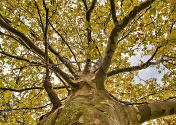 Sustainable Agriculture: Techniques and Technologies Changing the Way We Farm