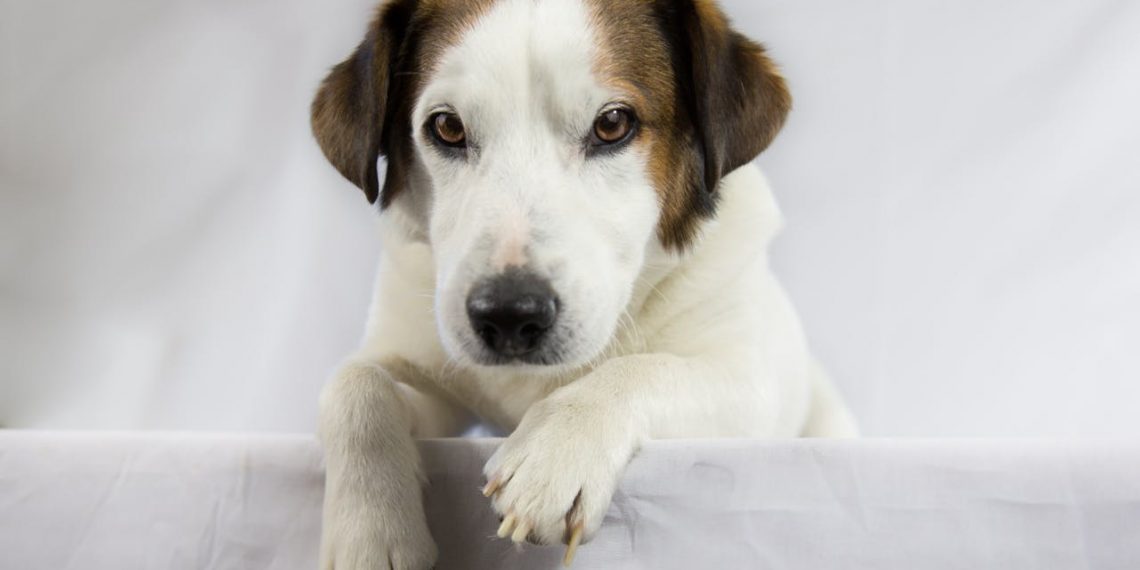 The Ultimate Guide to DIY Pet Toys: Fun & Budget-Friendly Creations