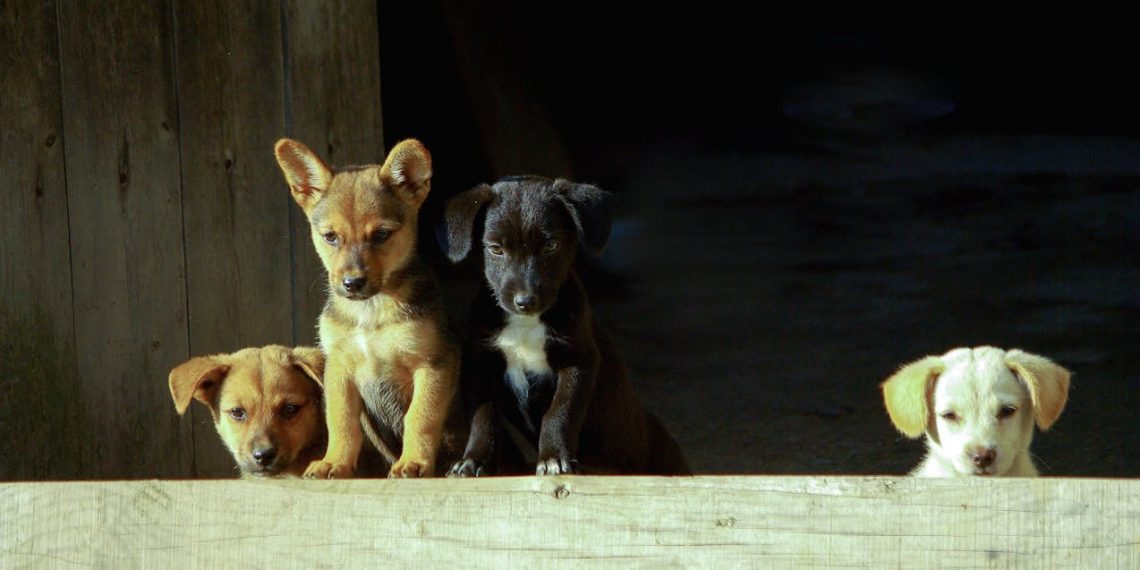 The Ultimate Guide to DIY Pet Toys: Fun & Budget-Friendly Creations