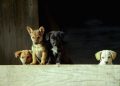 The Ultimate Guide to DIY Pet Toys: Fun & Budget-Friendly Creations