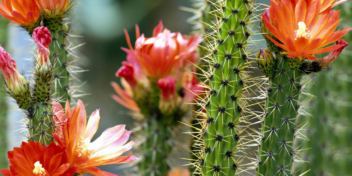 Totem Pole Cactus Types