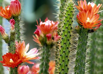 Totem Pole Cactus Types